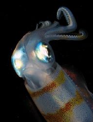 reef squid at night by Christine Huffard 